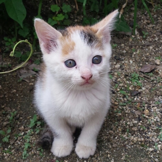 赤ちゃん子猫　欲しいかた