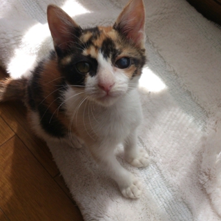 可愛い三毛猫の 紅葉
