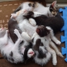 遊び盛りの可愛い子猫。キジ白 サムネイル3
