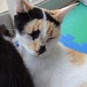 三毛猫　とっても人懐っこいです。