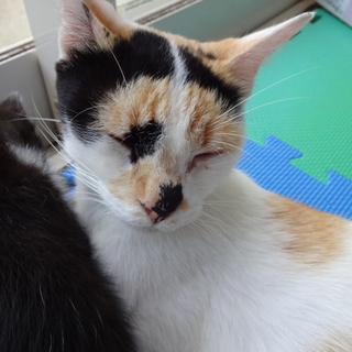 三毛猫　とっても人懐っこいです。