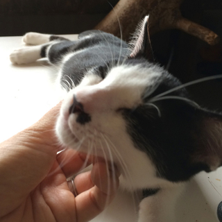 きつね顏の甘えん坊「クレソン」くん