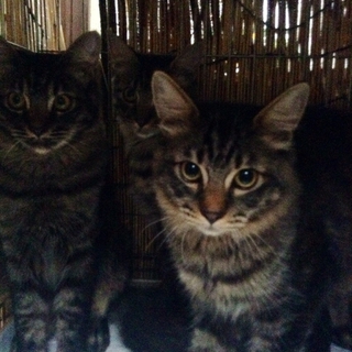 キジトラ兄弟の子猫の里親を募集しています