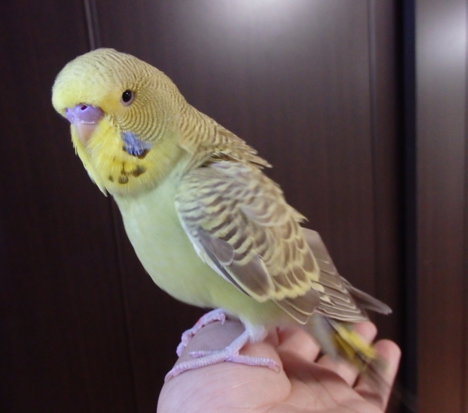 手乗り大型セキセイインコ」和歌山県 - 鳥の里親募集(49952) 1枚目