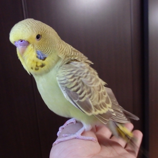 手乗り大型セキセイインコ中ビナ至急募集！
