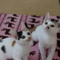 三毛猫姉妹♡双子♡さくらちゃん