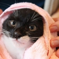 抱っこ大好き♡ユニークな模様の子猫♡はなちゃん