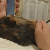 ロン毛モルちゃんオス8カ月　ご応募感謝。 サムネイル3