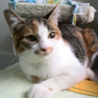 ピアちゃん　三毛の女の子　5か月