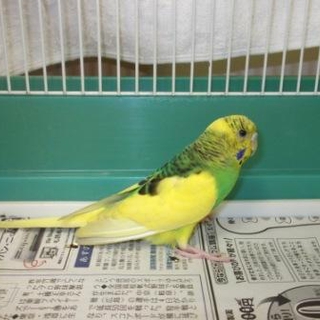 愛護センターより保護したセキセイインコ