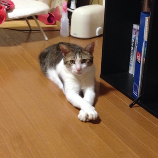 元気な成猫です(^^)