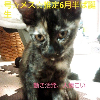 サビ・メス3.5ヶ月仔猫の里親様になって下さい