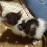 遊び盛りの可愛い子猫。キジ白 サムネイル5