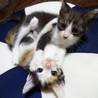 遊び盛りな可愛い子猫。三毛 サムネイル4
