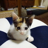 遊び盛りな可愛い子猫。三毛 サムネイル5