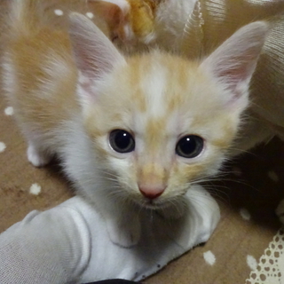 遊び盛りの可愛い子猫。茶トラ白