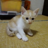 遊び盛りの可愛い子猫。茶トラ白 サムネイル4