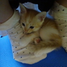 遊び盛りの可愛い子猫。茶トラ白 サムネイル5