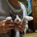 遊び盛りの可愛い子猫。キジ白