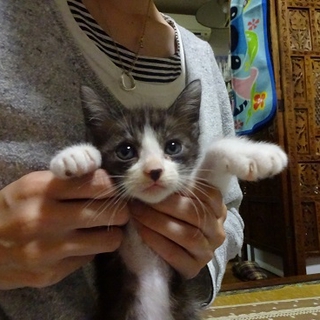 遊び盛りの可愛い子猫。キジ白
