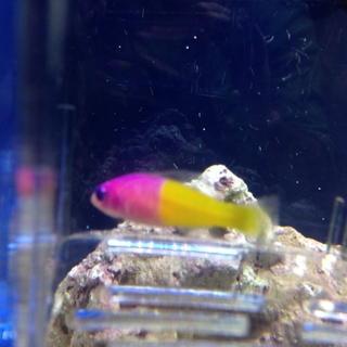 バイカラードッティーバック(海水魚)