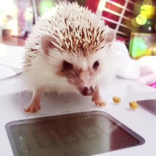 ハリネズミの里親募集【オス・メス１匹づつ】