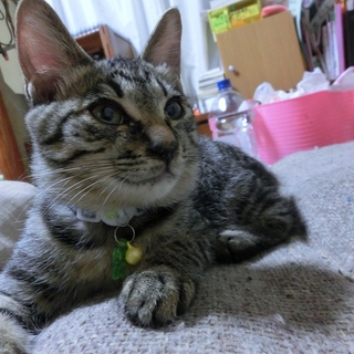 元気で人なつこい大ちゃんです！