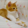 里親様が決定致しました。 サムネイル2