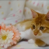 里親様が決定致しました。 サムネイル5