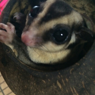 フクロモモンガ男の子 