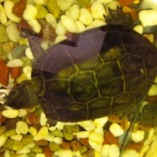クサガメの里親募集です