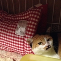 防災頭巾がお気に入り☆防災意識が高い猫さんです☆