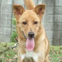 半たち耳の可愛いミックス犬1～2歳