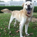 人間大好き！懐こいミックス犬4～5歳