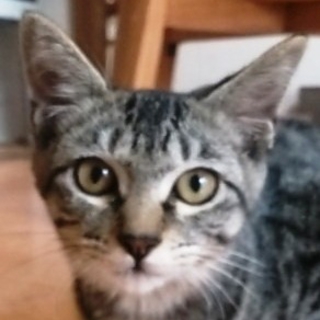 飼い主さんに元気を！サプリちゃん