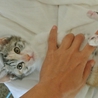 超かわ・人なれ完璧、パステル三毛姉妹・りあちゃん サムネイル2