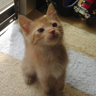 茶トラのかわいい男の子
