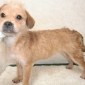 プードル×フレンチブルドッグのハーフ犬★1才★