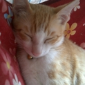 とってもハンサムな猫ちゃんです(^^)