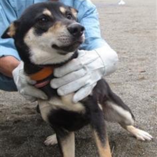 希望あり。人なつこい！柴犬系黒茶の男の子