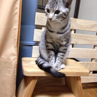 とても可愛い猫くんです！