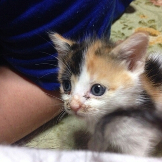 美猫な三毛ちゃん♡生後約1ヶ月半