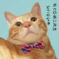 甘えん坊真ん丸男子ウィルのご家族募集中です♪
