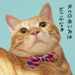 甘えん坊真ん丸男子ウィルのご家族募集中です♪