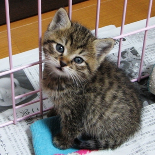 とても人懐っこい可愛いキジトラの子猫です。