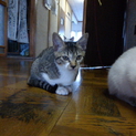 子猫の里親のみなさん　ありがとうございました。
