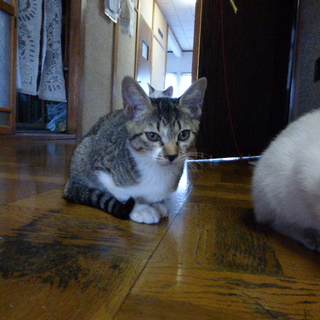 子猫の里親のみなさん　ありがとうございました。