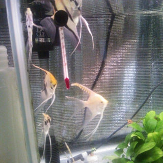 エンゼル4匹