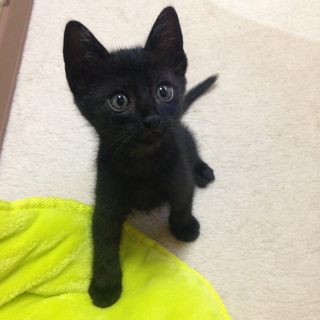 黒猫・男の子☆ちる君1.5ヶ月
