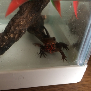 ありがとうございました。里親が決まりました。